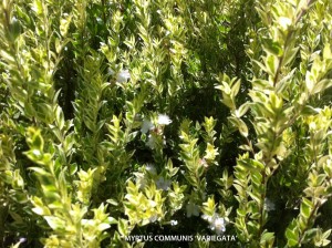 Myrtus communis 'Variegata' - detail